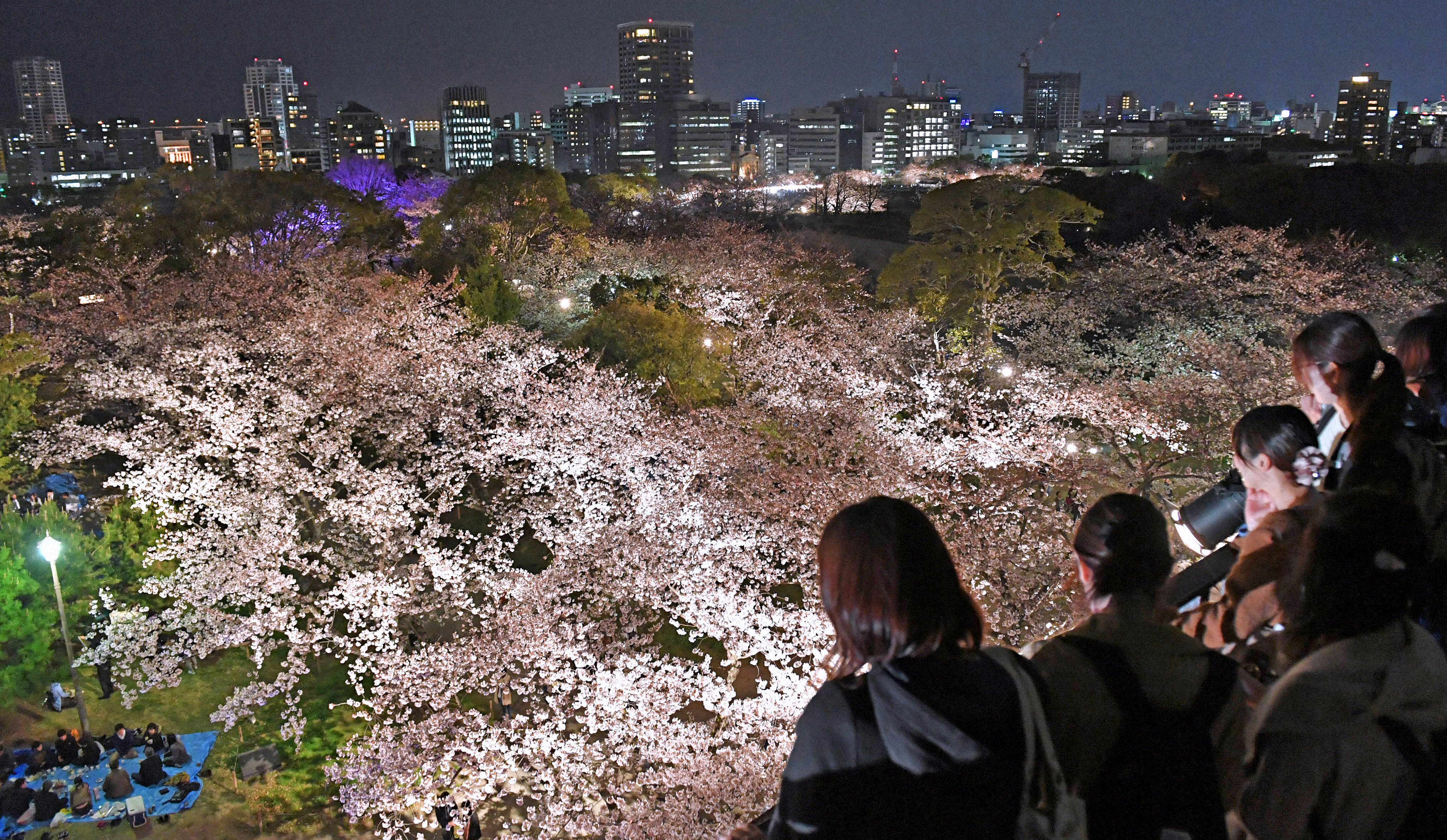 ライトアップされ、夜空に浮かび上がった舞鶴公園の桜　Ⓒ毎日新聞